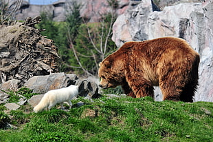 brown bear and white cat near gray rocks during daytime