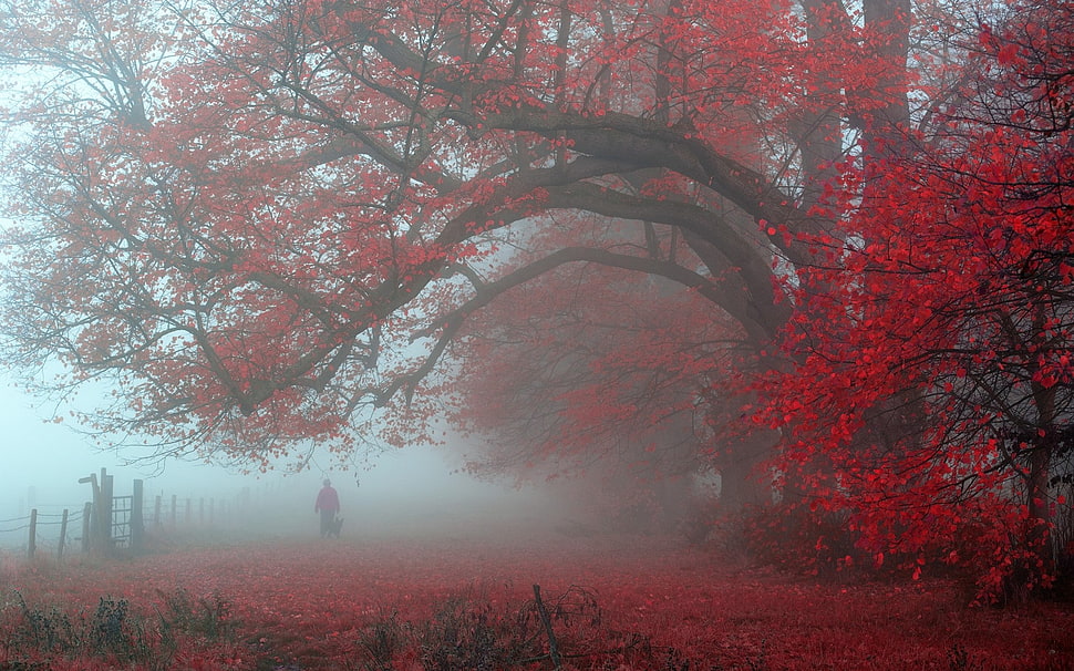 red leaf tree, nature, landscape, morning, red HD wallpaper