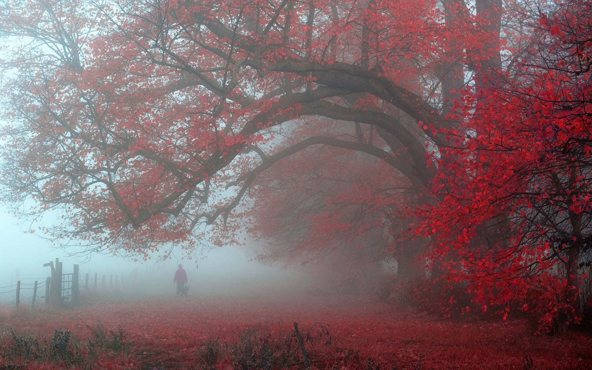 red leaf tree, nature, landscape, morning, red