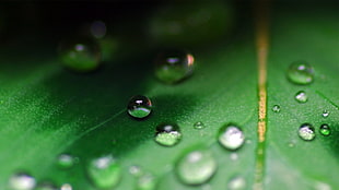 closeup photography of water dew on green leaf