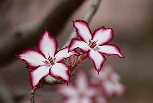 two pink-and-white petaled flowers