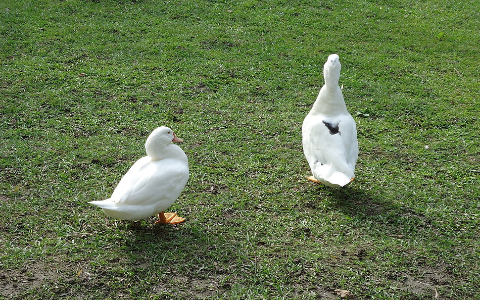 two geese on grass HD wallpaper