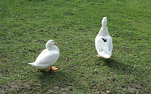 two geese on grass