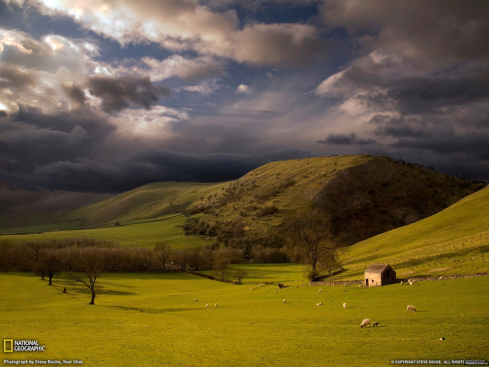 photography of green field HD wallpaper