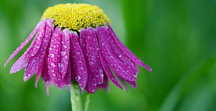 micro-lens photograph of purple daisy with droplets