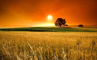 photo of tree on grass field during golden hour