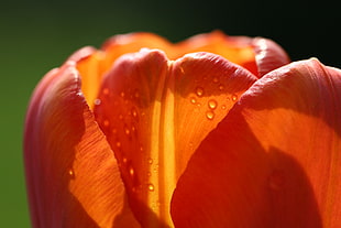 closeup photography of orange petaled flower HD wallpaper