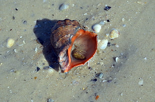 brown and orange sea shell