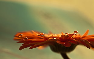 shallow focus photography of orange Daisy with morning dew