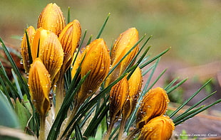 close up photography of orange petaled flowers, crocus, chiusi