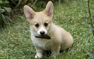 brown and white Corgi puppy on green grass
