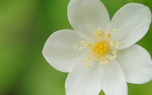 white petaled flower in closeup photo