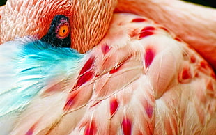 pink and teal bird