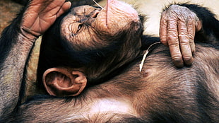black monkey, chimpanzees, animals, apes HD wallpaper