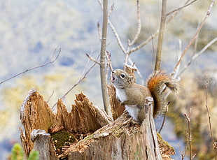 gray and white squirrel at the tree log during daytime