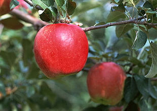 macro photography of red apple