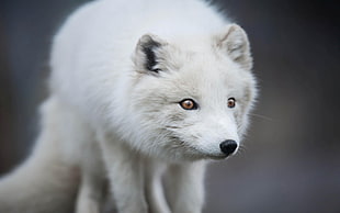 arctic fox, nature, animals, fox, arctic fox HD wallpaper