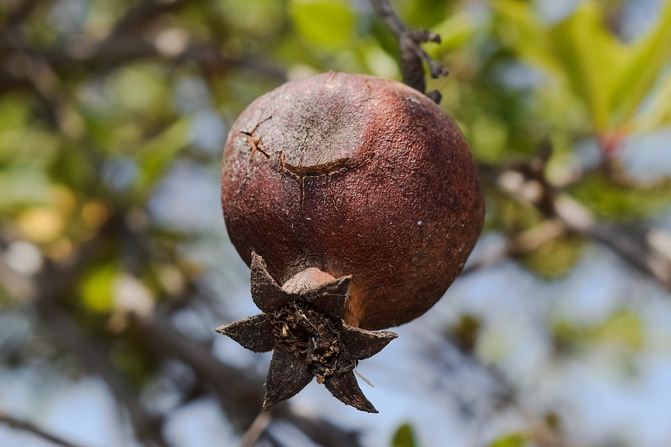 Pomegranate,  Fruit,  Tree HD wallpaper