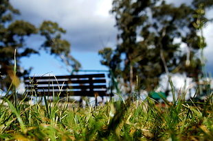 close up photo of green grass and bench at distance