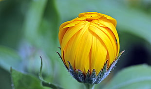 selective focus photo of yellow Sunflower bud HD wallpaper