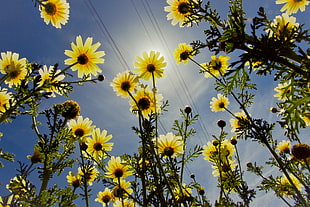low angle view of sunflower under blue sky during daytime HD wallpaper