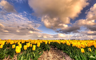 yellow tulips plantation under the blue sky during dytime HD wallpaper