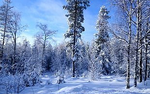 Winter,  Snow,  Trees,  Wood