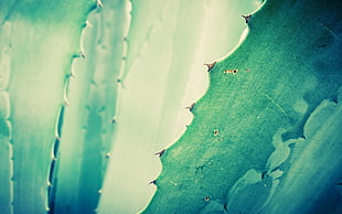 Cactus,  Flower,  Thorn,  Plant HD wallpaper