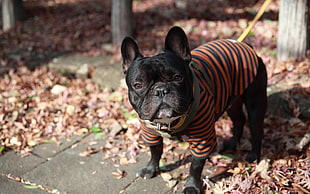 short-coated black dog in orange and black striped dog shirt