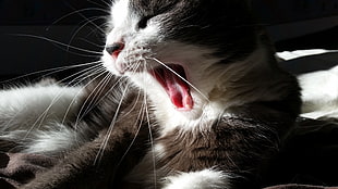 short-fur brown and white cat, cat, yawning, animals, sunlight HD wallpaper
