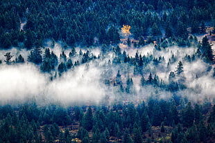 pine trees, Trees, Fog, Top view