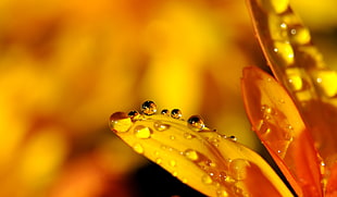 macro shot of water droplets on orange leaves HD wallpaper