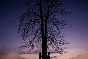 silhouette photo of bare tree