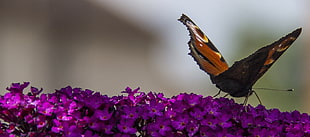 brown and black monarch butterfly perching on purple petaled flower, butterfly bush
