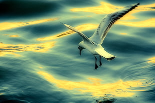 white and black seagull bird above water HD wallpaper