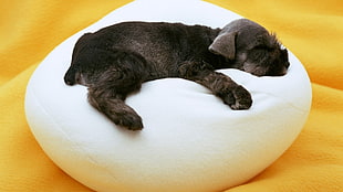 short-coated black puppy, dog, puppies, animals HD wallpaper