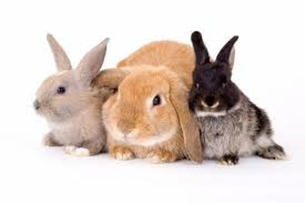 photography of three bunnies HD wallpaper