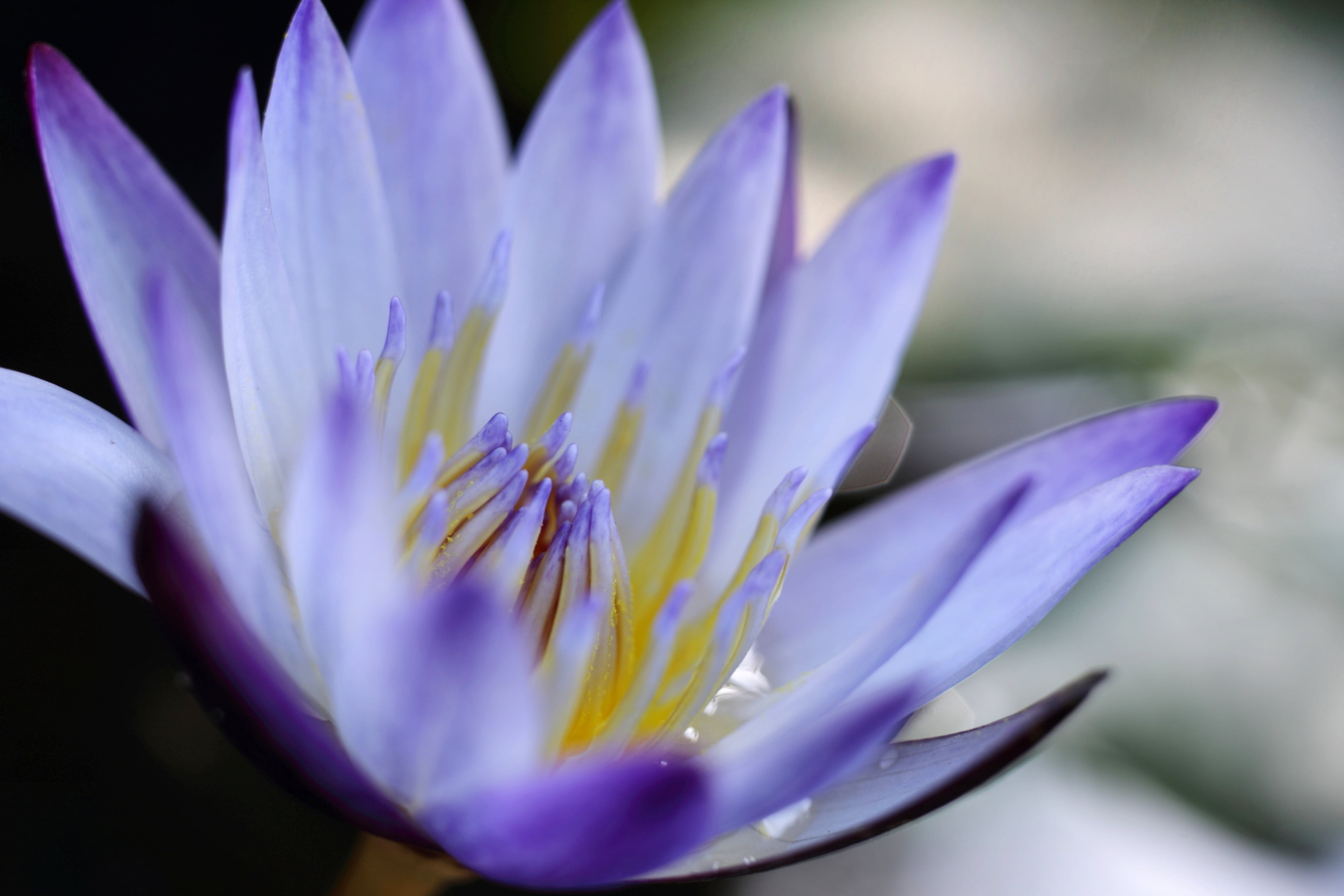 closeup photography of purple petaled flower