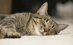 selective focus photography of grey tabby cat digital wallpaper
