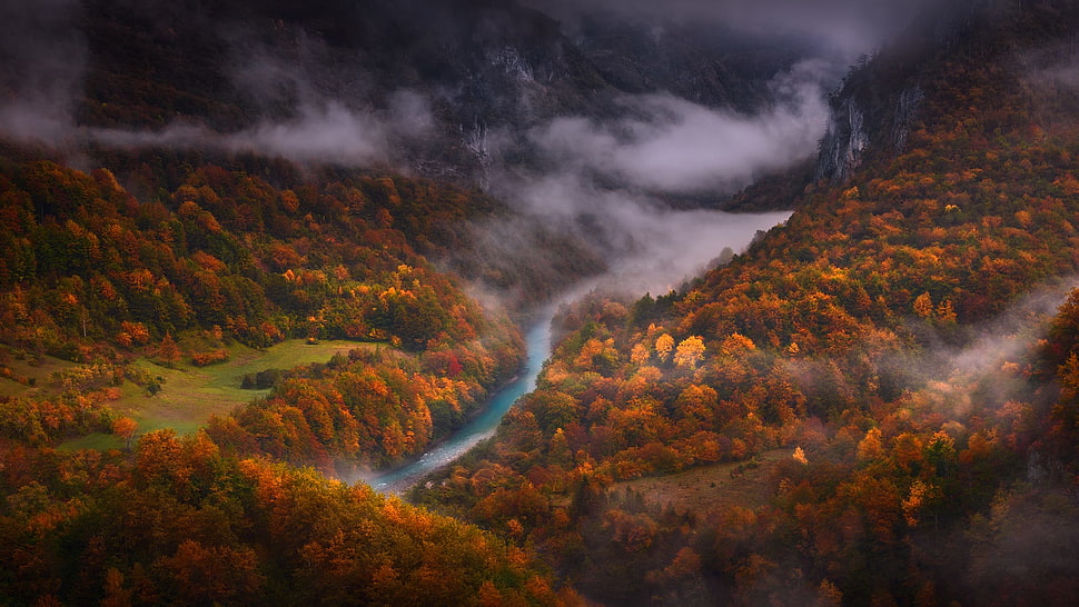 river along forest painting, nature, fall, river, mist HD wallpaper