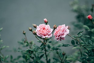 two pink roses, pink flowers, herbarium, rose