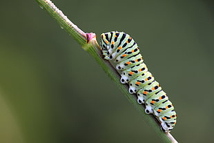selective photo of green and black spotted caterpillar on green steam