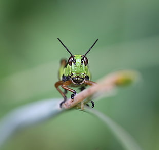 selective focus photography of green grasshopper
