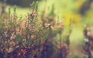 selective focus photo of flower HD wallpaper