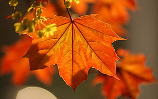 orange maple leaf HD wallpaper