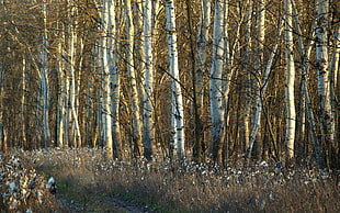 landscape photography of forest HD wallpaper