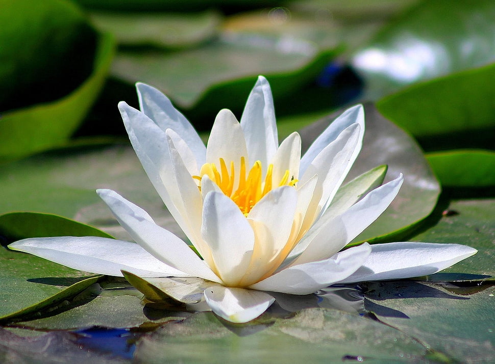 shallow focus photography of white lotus plant HD wallpaper