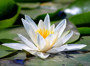 shallow focus photography of white lotus plant HD wallpaper