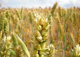 shallow focus photography of wheat grass field HD wallpaper