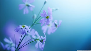 purple and white petaled flowers, nature, flowers